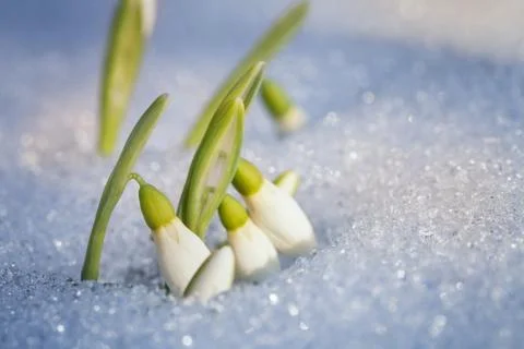 First snowdrops Stock Photos