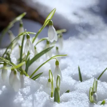 First snowdrops Stock Photos