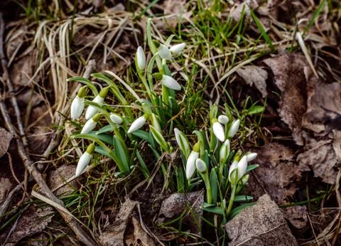 First snowdrops Foto stock