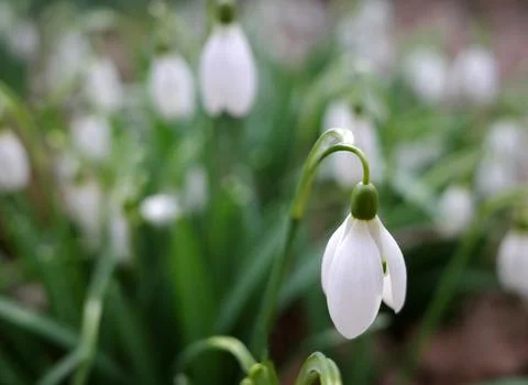 The first snowdrops Stock Photos