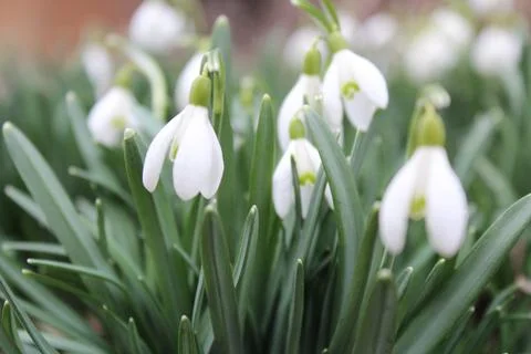 First snowdrops Stock Photos