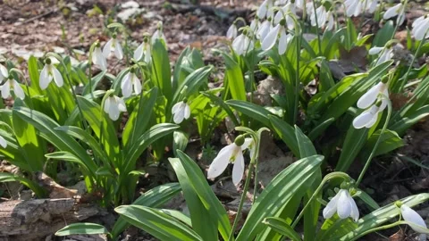 First snowdrops in spring forest Stock Footage 152528771