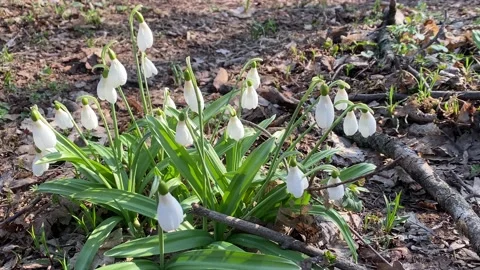 First snowdrops in spring forest Stock Footage 152528790