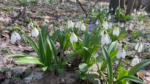 First snowdrops in spring forest Stock Footage 152528812