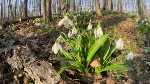 First snowdrops in spring forest Stock Footage 152528819