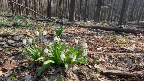 First snowdrops in spring forest Stock Footage 152528954