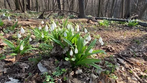 First snowdrops in spring forest Stock Footage 152529239