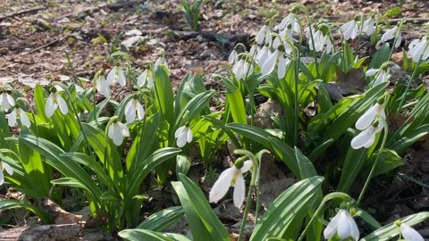 First snowdrops in spring forest Stock Footage 152529246