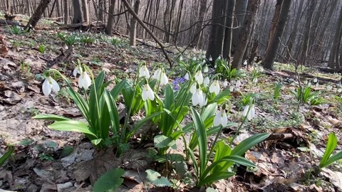 First snowdrops in spring forest Stock Footage 152529247