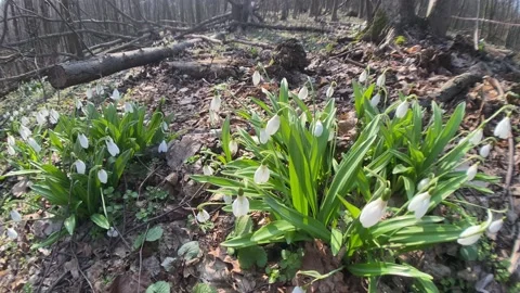 First snowdrops in spring forest Stock Footage 152529251