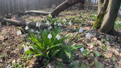 First snowdrops in spring forest Stock Footage 152529263