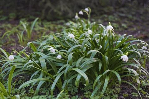 The first snowdrops in the spring garden Foto stock