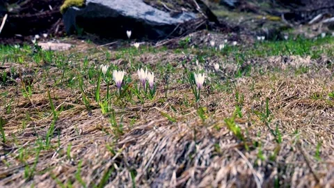 First Snowdrops In Spring Mountain Forest Stock Footage 153494394