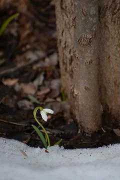 First snowdrops. Spring. Thawed patches Stock Photos