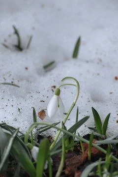 First snowdrops. Spring. Thawed patches Stock Photos