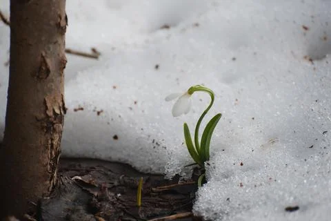 First snowdrops. Spring. Thawed patches Stock Photos