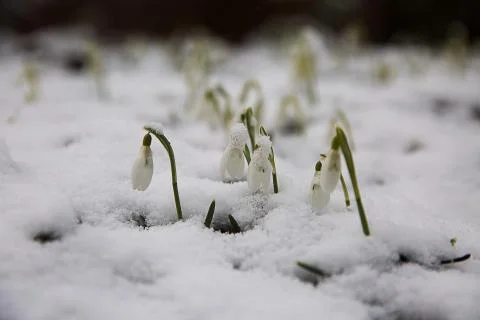 The first snowdrops under snow . Stock Photos