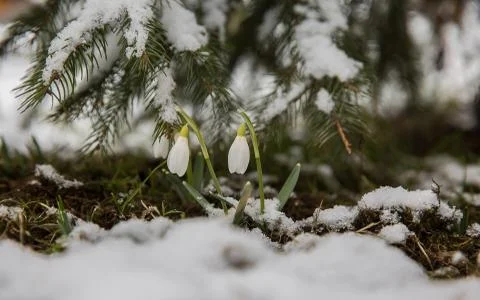 The first snowdrops under snow . Stock Photos