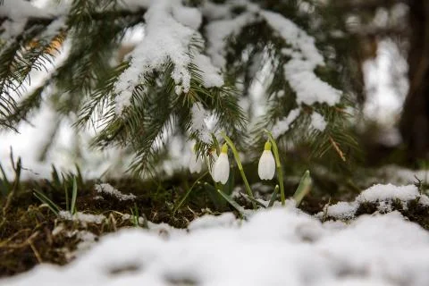 The first snowdrops under snow . Stock Photos
