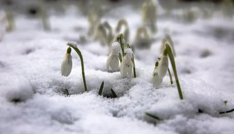The first snowdrops under snow . Stock Photos
