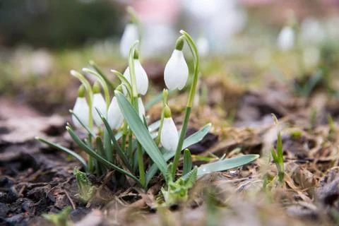 The first snowdrops under snow . Stock Photos