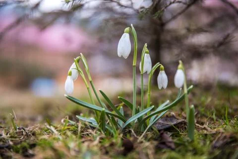 The first snowdrops under snow . Stock Photos