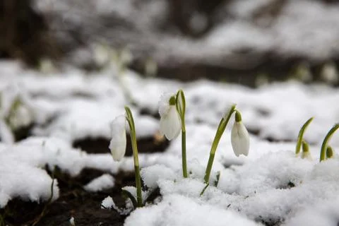 The first snowdrops under snow . Stock Photos