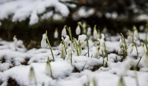 The first snowdrops under snow . Stock Photos