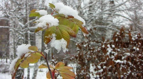 First snowfall 1 1 Stock Footage 577250