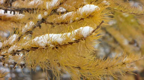 First snowfall 10 1 Stock Footage 577257