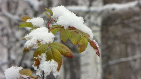 First snowfall 3  스톡 동영상 577366