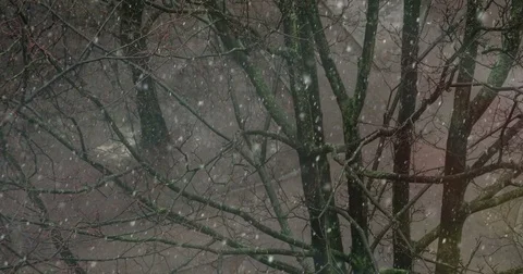 First Snowfall 4K Video stock 74077386