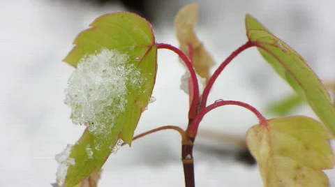 First snowfall 7   Stock-Footage 577485
