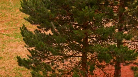 The first snowfall - in the background a coniferous tree - loopable Stock Footage 134911499