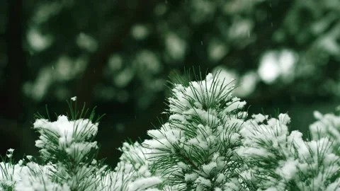 First snowfall. Beautiful fluffy snow on the green needles of a tree Stock Footage 224300116
