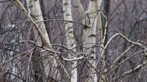 The first snowfall at the beginning of winter. birch close-up. Video stock 119151908