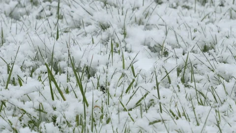 The first snowfall at the beginning of winter. Stock Footage 118703042