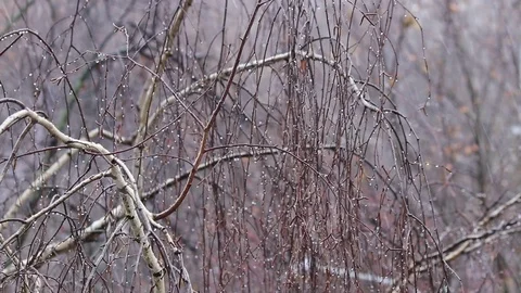 The first snowfall at the beginning of winter. Twigs of birch close-up. Stock Footage 119151911