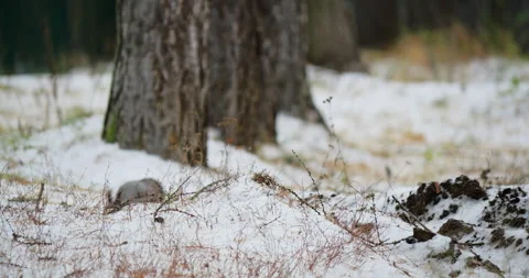 First snowfall blankets pine forest as joyful red squirrel leaps across fresh Stock Footage 319788188