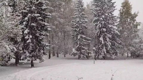First snowfall in the city park. Tree branches covered in snowdrifts. Stock Footage 318729736