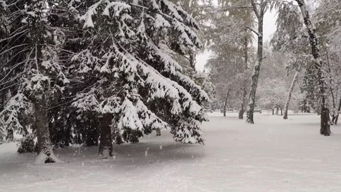 First snowfall in the city park. Tree branches covered in snowdrifts. Stock Footage 318729753