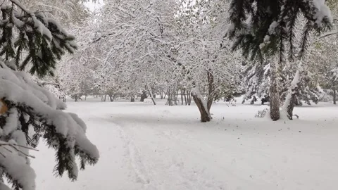 First snowfall in the city park. Tree branches covered in snowdrifts. Stock Footage 318729799