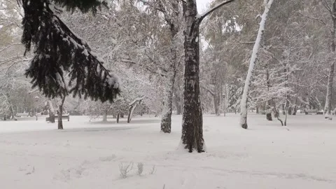 First snowfall in the city park. Tree branches covered in snowdrifts. Stock Footage 318729804