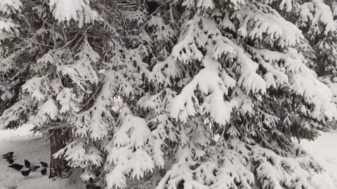 First snowfall in the city park. Tree branches covered in snowdrifts. Stock Footage 318729812