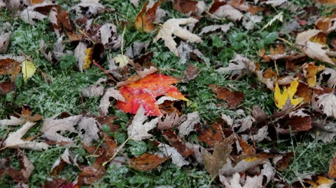 First snowfall in early fall Stock Footage 43266264