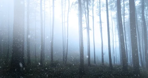 First snowfall in foggy beech forest landscape Stock Footage 120150116