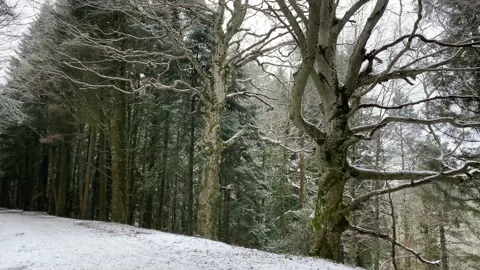 First Snowfall in The Forest Stock Footage 150429433