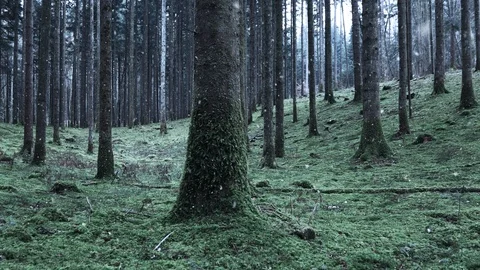 First snowfall in green mossy forest landscape Video stock 117444765