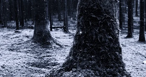 First snowfall in mossy forest Stock Footage 98998171