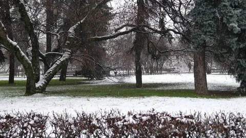 The first snowfall in the Park 4K Stock Footage 83829755